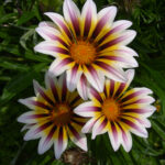 800px Colourful flowers